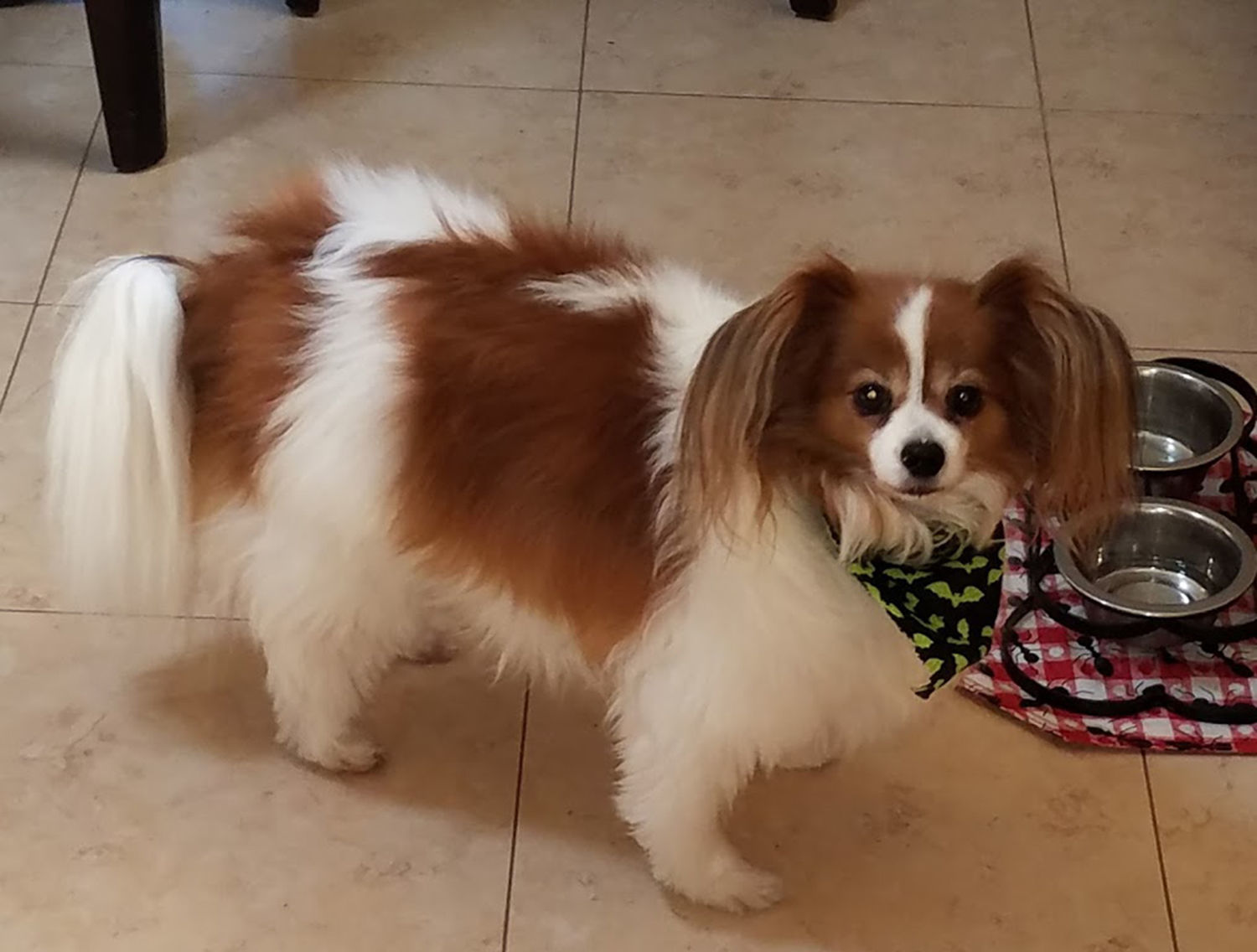 Pic of the Litter: Samson (Sammi)